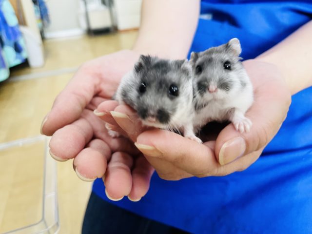 ドワーフハムスターの1種