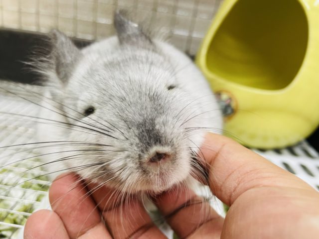 チンチラ