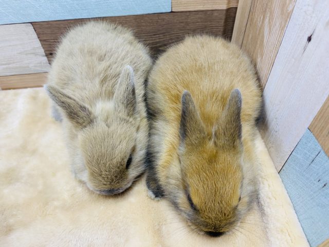 ネザーランドドワーフ