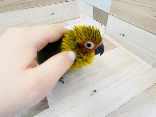 コガネメキシコインコ