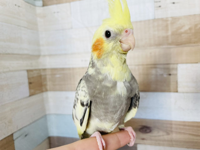 オカメインコ