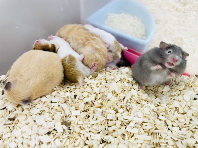 ワオッッ!!セーブルハムスターちゃん♪ ゴールデンハムスター