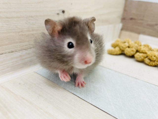 ワオッッ!!セーブルハムスターちゃん♪ ゴールデンハムスター