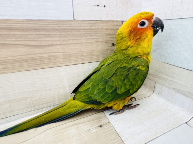 コガネメキシコインコ