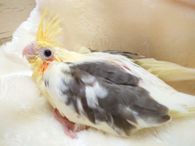 コロッコロの体型です♪ オカメインコ パイド 2021 11月4日 オカメインコ
