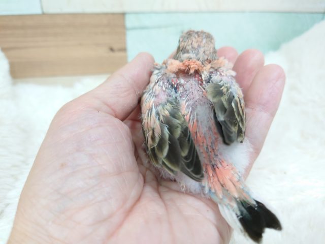 アキクサインコ（秋草インコ）