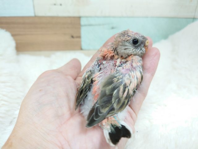 アキクサインコ（秋草インコ）