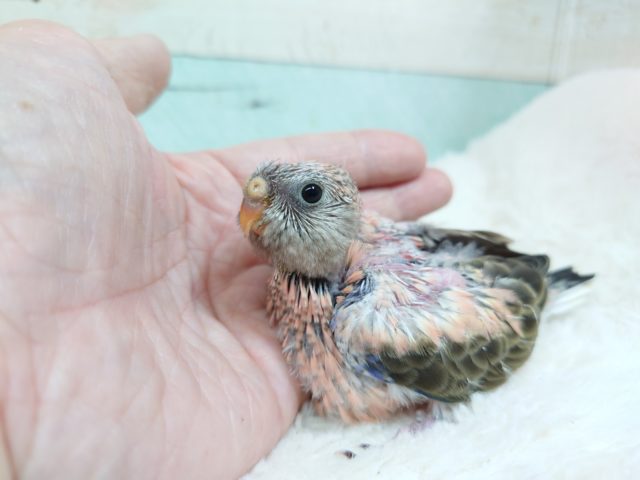 アキクサインコ（秋草インコ）