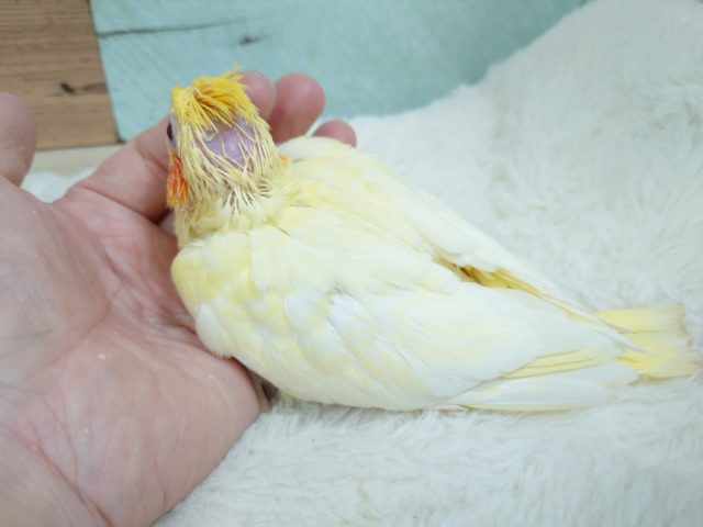 オカメインコ