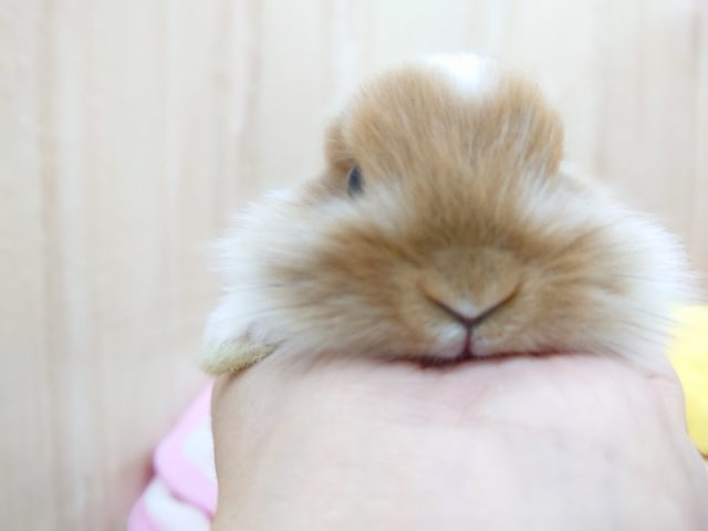 ライオンラビット