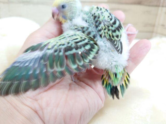 セキセイインコ