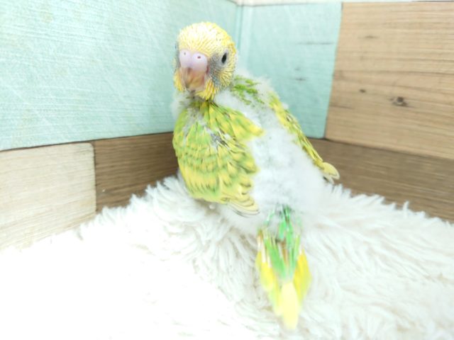 セキセイインコ