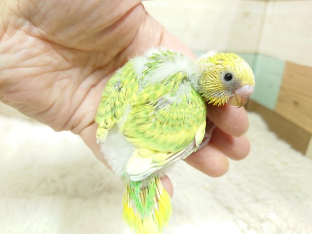 セキセイインコ