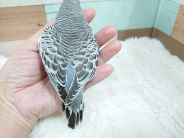 ジャンボセキセイインコ