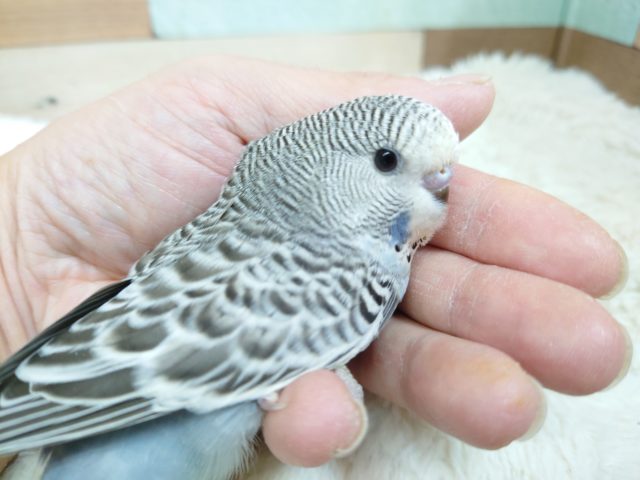 ジャンボセキセイインコ