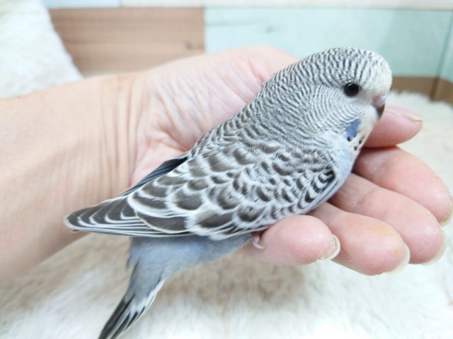 ジャンボセキセイインコ