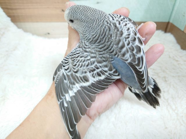 ジャンボセキセイインコ