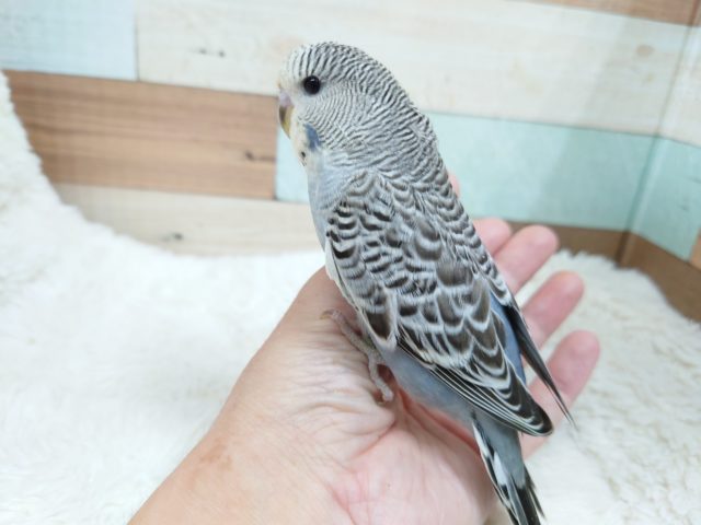 ジャンボセキセイインコ