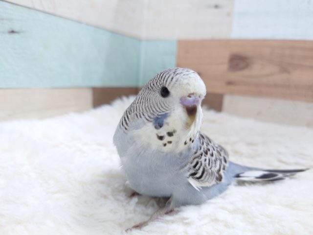 ジャンボセキセイインコ