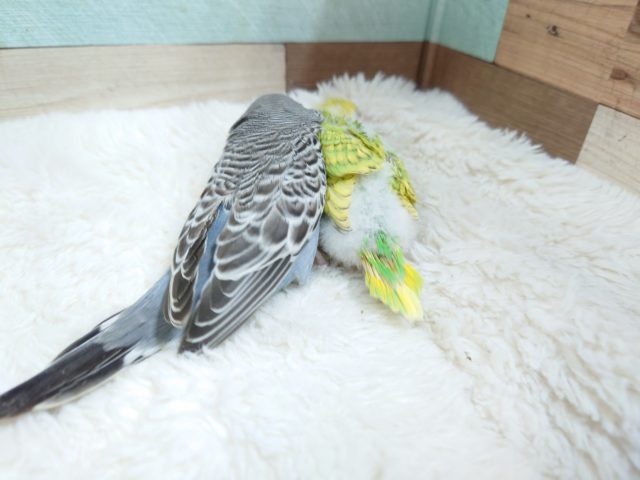 ジャンボセキセイインコ