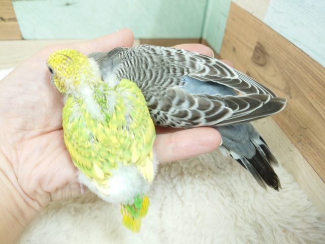 ジャンボセキセイインコ