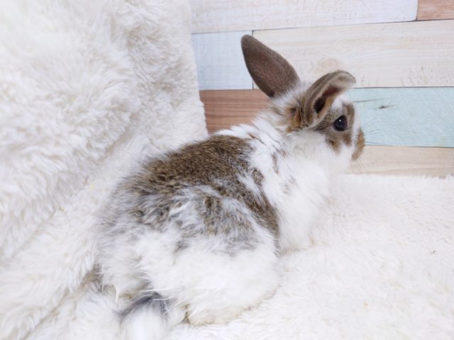 ロップイヤーラビット