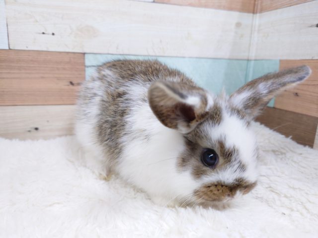 ロップイヤーラビット