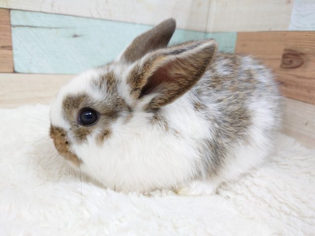 ロップイヤーラビット