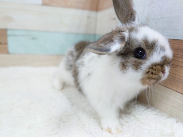 ロップイヤーラビット
