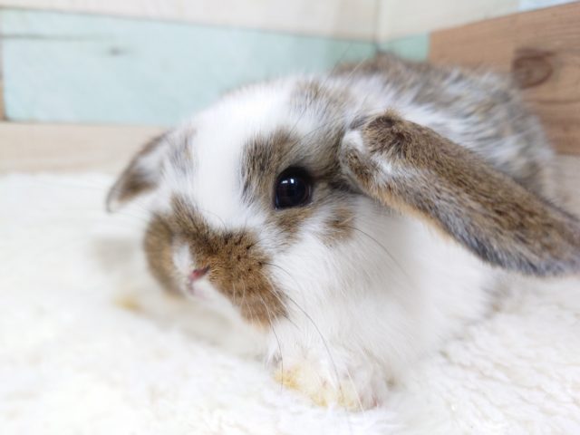 ロップイヤーラビット