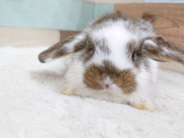 ロップイヤーラビット