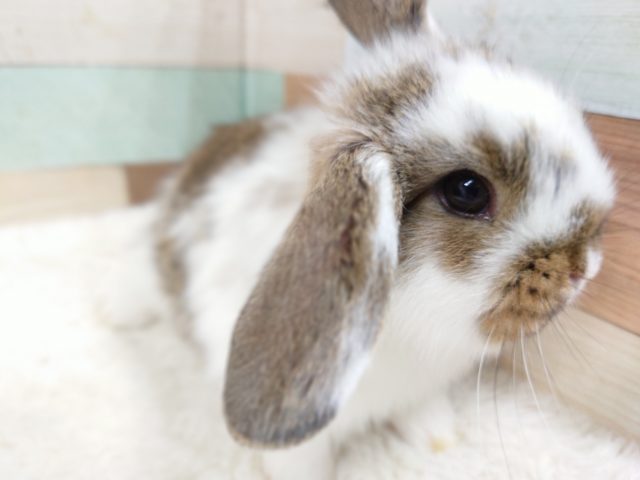 ロップイヤーラビット