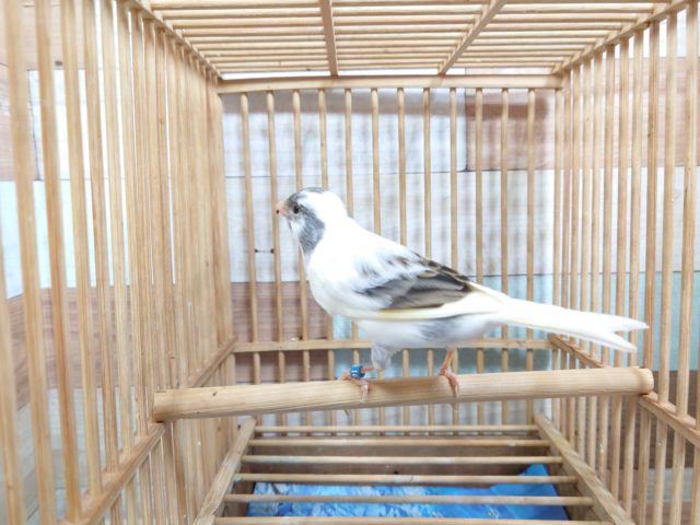 鳴ローラーカナリア（ナキローラーカナリア）