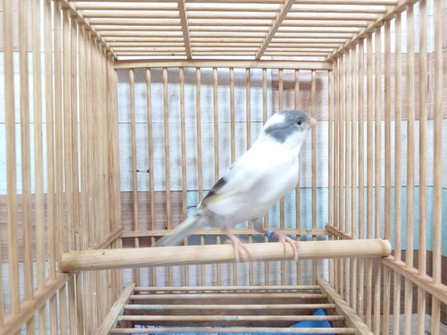 鳴ローラーカナリア（ナキローラーカナリア）