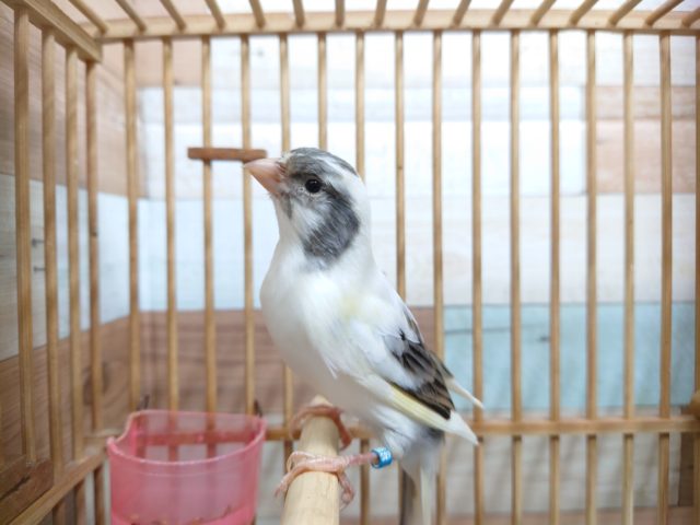 鳴ローラーカナリア（ナキローラーカナリア）