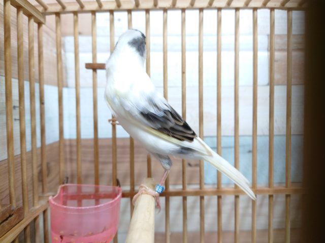 鳴ローラーカナリア（ナキローラーカナリア）