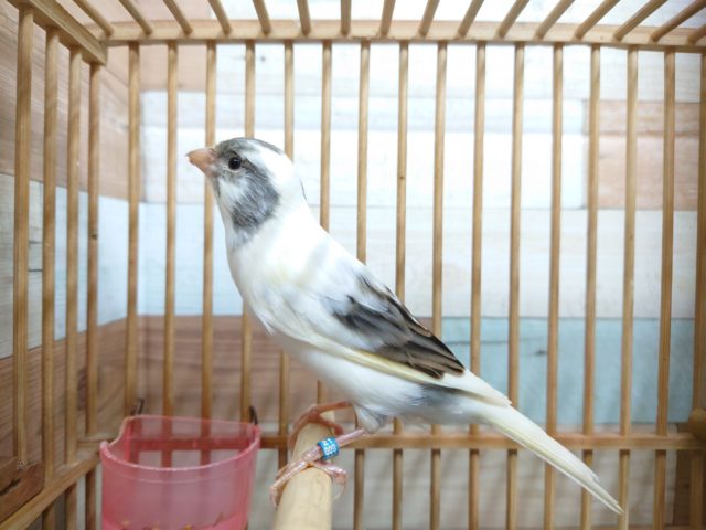 鳴ローラーカナリア（ナキローラーカナリア）