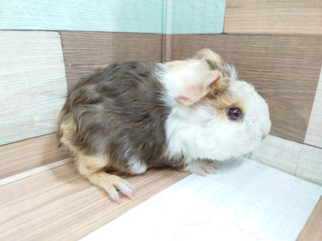 テッセルモルモット