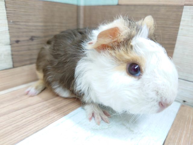 テッセルモルモット