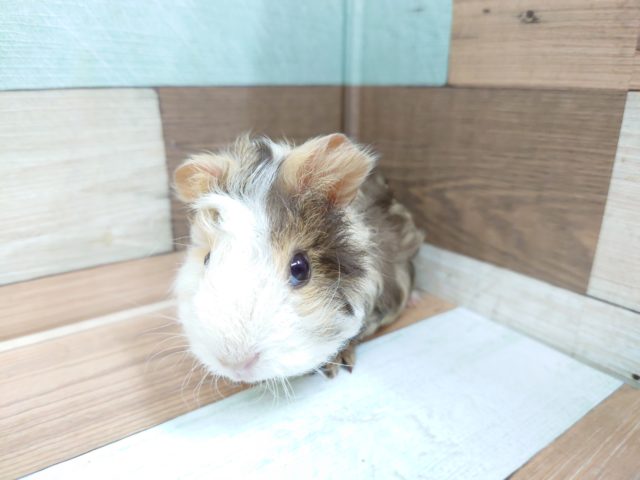 テッセルモルモット