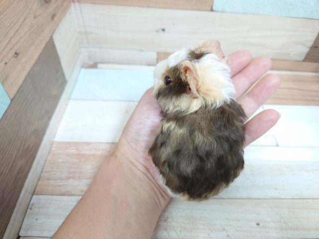 テッセルモルモット