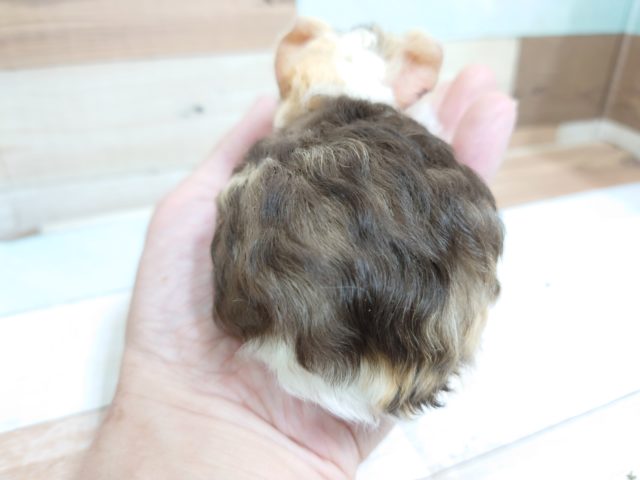 テッセルモルモット