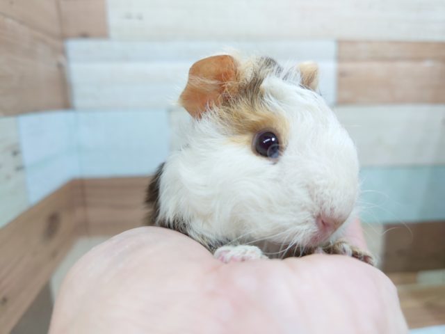 テッセルモルモット