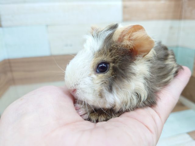 テッセルモルモット