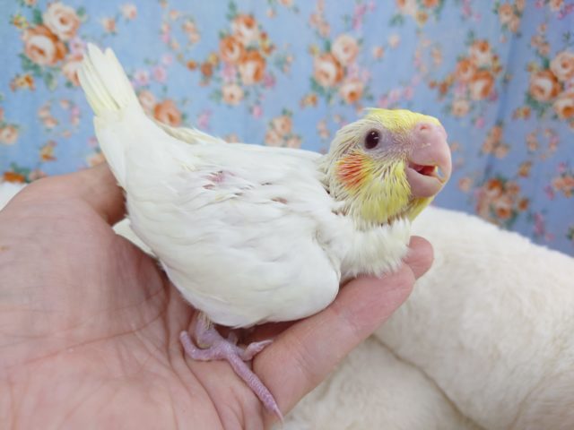 オカメインコ