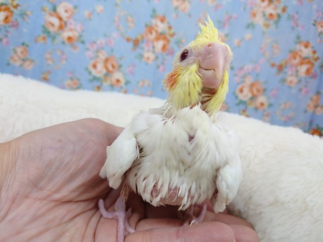 オカメインコ