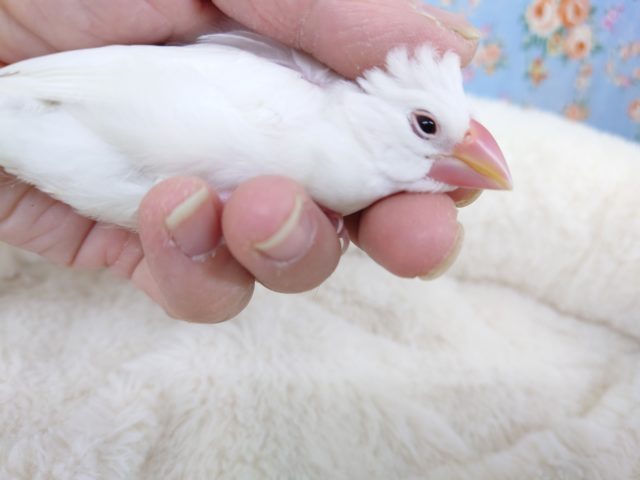 白文鳥