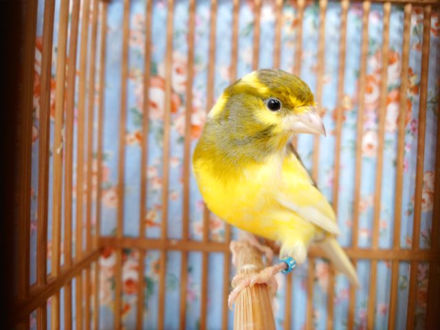 鳴ローラーカナリア（ナキローラーカナリア）