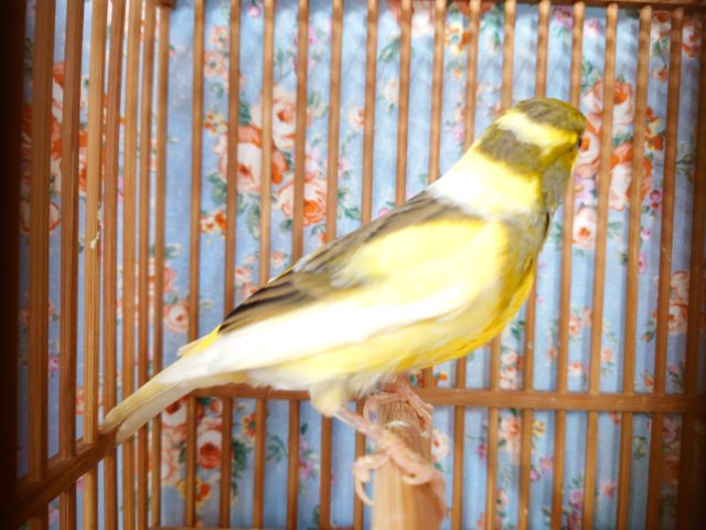 鳴ローラーカナリア（ナキローラーカナリア）