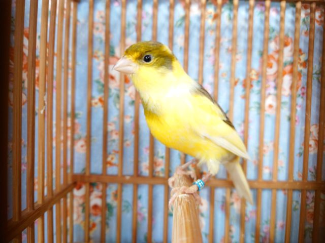 鳴ローラーカナリア（ナキローラーカナリア）